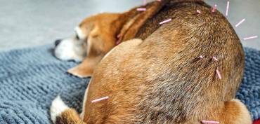 Acupuncture